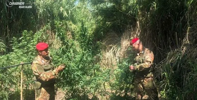 Scoperta piantagione di marijuana a Oppido: avrebbe fruttato 250mila euro