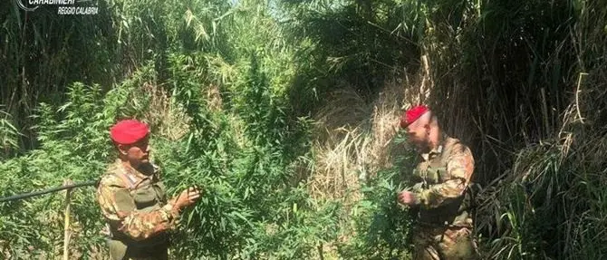 Scoperta piantagione di marijuana a Oppido: avrebbe fruttato 250mila euro