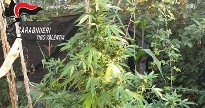 Intervengono per un incendio nel Vibonese e scoprono una coltivazione di marijuana