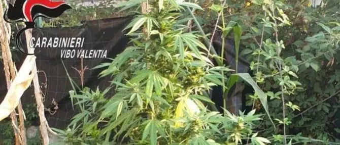 Intervengono per un incendio nel Vibonese e scoprono una coltivazione di marijuana