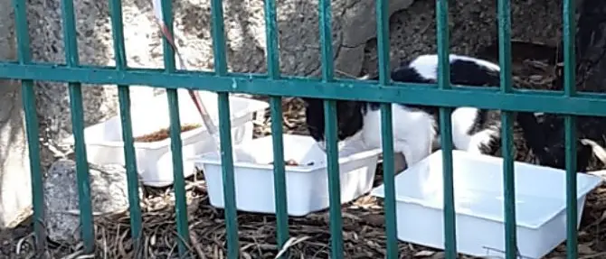 Reggio Calabria, incendio distrugge la colonia felina dell’associazione Il gatto nero