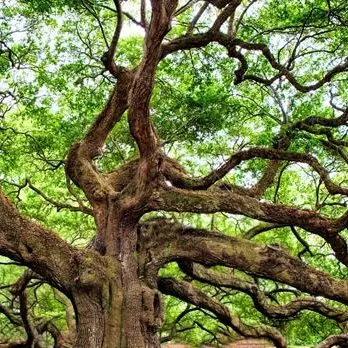 È in Aspromonte il rovere più vecchio del mondo: ha quasi mille anni