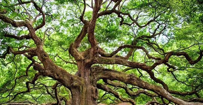 È in Aspromonte il rovere più vecchio del mondo: ha quasi mille anni