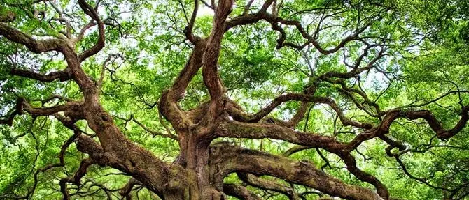 È in Aspromonte il rovere più vecchio del mondo: ha quasi mille anni