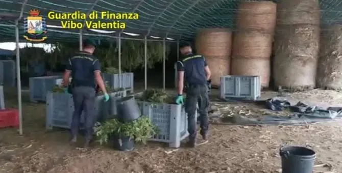 Sei quintali di marijuana sequestrati a Pizzo: la finanza arresta cinque persone