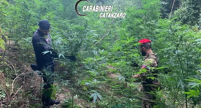 Scoperta e distrutta piantagione di marijuana nel Catanzarese