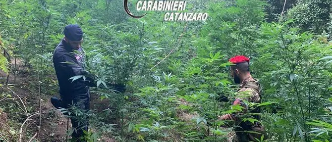 Scoperta e distrutta piantagione di marijuana nel Catanzarese