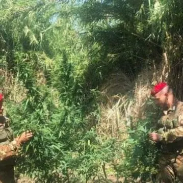 Beccato mentre cura una piantagione di marijuana nel Reggino, arrestato un pastore