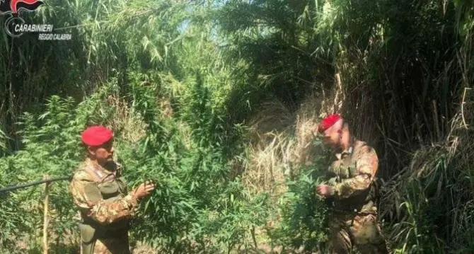 Beccato mentre cura una piantagione di marijuana nel Reggino, arrestato un pastore