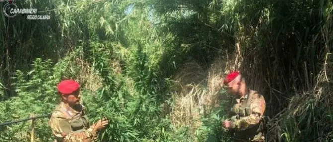 Beccato mentre cura una piantagione di marijuana nel Reggino, arrestato un pastore