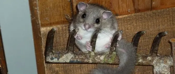 Cacciavano illegalmente ghiri, due denunce nel Reggino