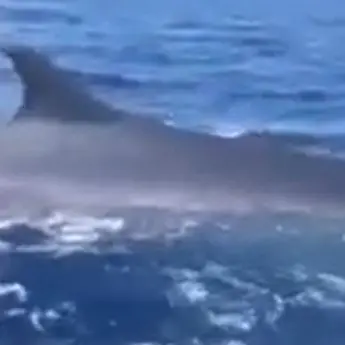 Avvistata una balena al largo di Palmi, ecco lo spettacolare video