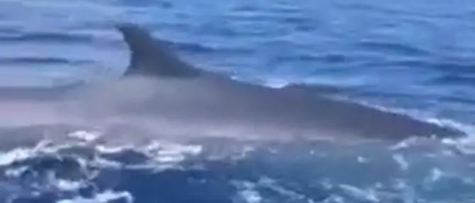 Avvistata una balena al largo di Palmi, ecco lo spettacolare video