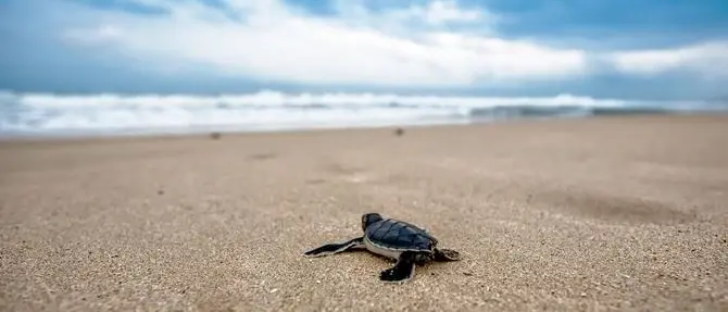 Boom di nidi di tartaruga caretta caretta in Calabria, 83 nell’estate 2020
