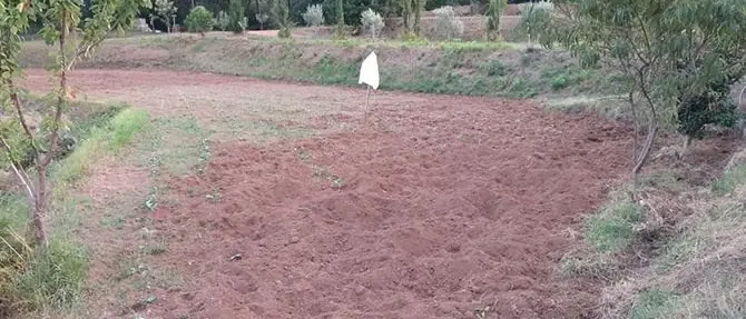 Emergenza cinghiali, giovane agricoltore scrive a Santelli: «La mia azienda devastata»