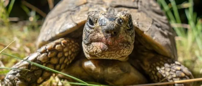 Sibari, abbandonano sette tartarughe lungo i binari: salvate dalla Polizia