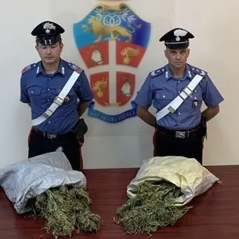 Sequestrata piantagione di marijuana nella Locride, arrestate due persone