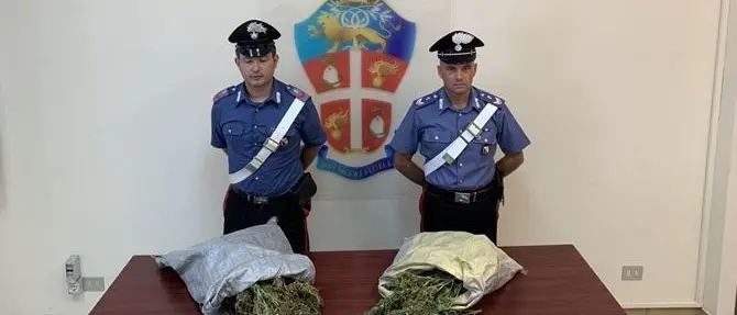 Sequestrata piantagione di marijuana nella Locride, arrestate due persone