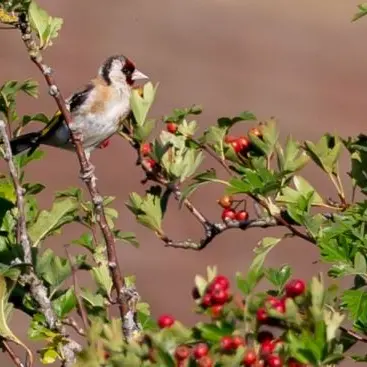 Cacciavano illegalmente specie protette: un arresto e due denunce nel Reggino