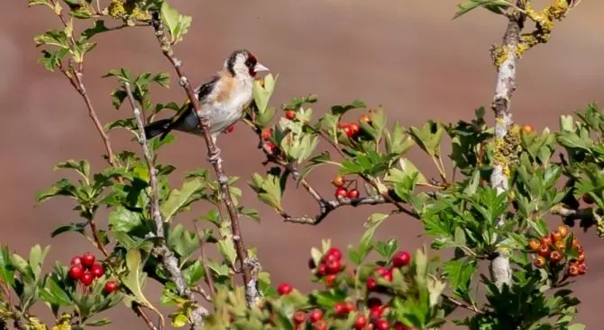 Cacciavano illegalmente specie protette: un arresto e due denunce nel Reggino