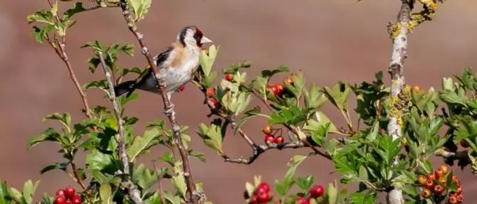 Cacciavano illegalmente specie protette: un arresto e due denunce nel Reggino