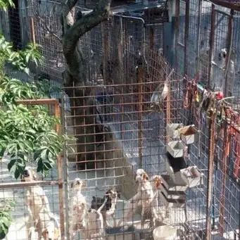 Smaltimento illecito di rifiuti e box irregolari, sequestrato allevamento cani nel Cosentino