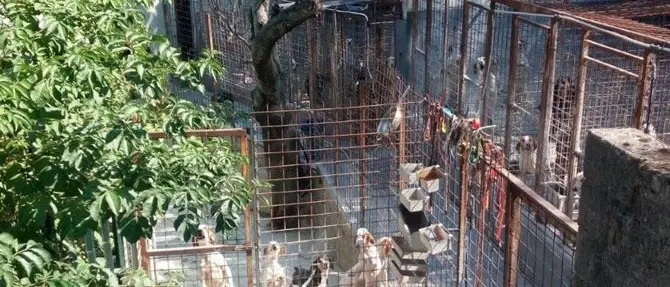 Smaltimento illecito di rifiuti e box irregolari, sequestrato allevamento cani nel Cosentino