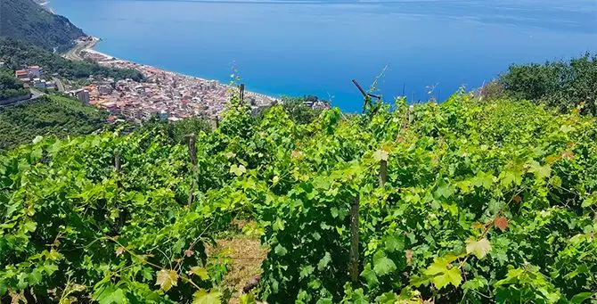 Week end nelle vigne, in Calabria cantine aperte per la vendemmia