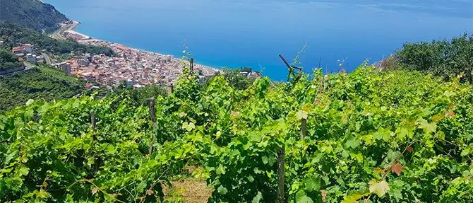 Week end nelle vigne, in Calabria cantine aperte per la vendemmia