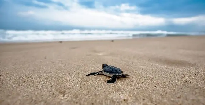 Cassano allo Jonio, nate 69 piccole tartarughe Caretta caretta