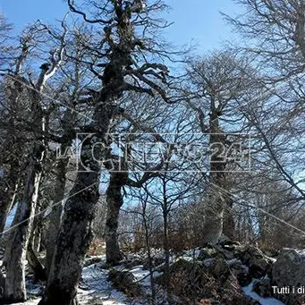 Ha gli alberi più antichi d'Europa, la faggeta di Pollinello si candida a patrimonio Unesco