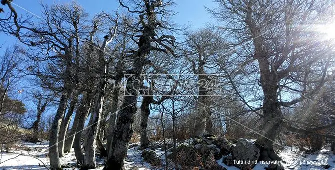 Ha gli alberi più antichi d'Europa, la faggeta di Pollinello si candida a patrimonio Unesco