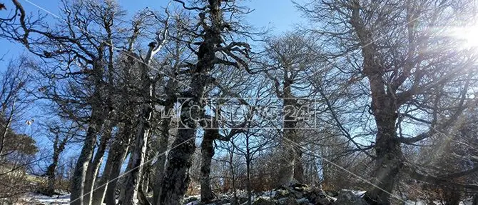 Ha gli alberi più antichi d'Europa, la faggeta di Pollinello si candida a patrimonio Unesco