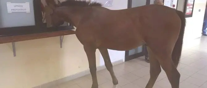 Gioia Tauro, un cavallo entra in Comune e va allo sportello dell'Ufficio protocollo