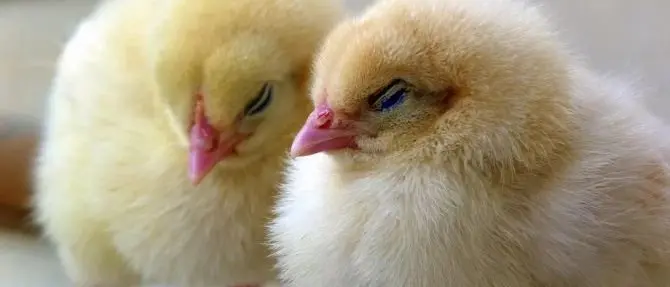 Trasportava 1.500 pulcini in 7 scatole di cartone, una denuncia nel Crotonese