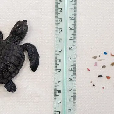 Pesa solo 17 grammi, ma il suo stomaco era pieno di plastica: salvata tartaruga