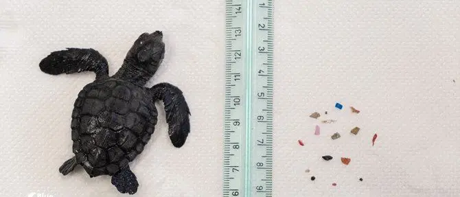 Pesa solo 17 grammi, ma il suo stomaco era pieno di plastica: salvata tartaruga