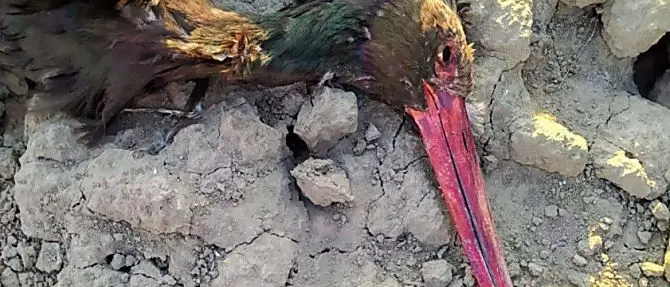 Due rare cicogne nere uccise da bracconieri in Puglia