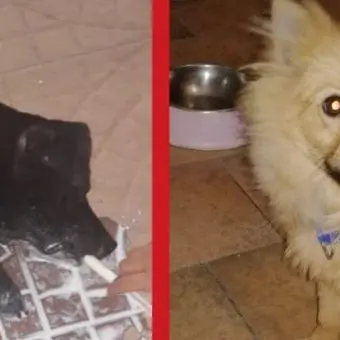 Cani uccisi a Corigliano-Rossano: presentato un esposto in Procura