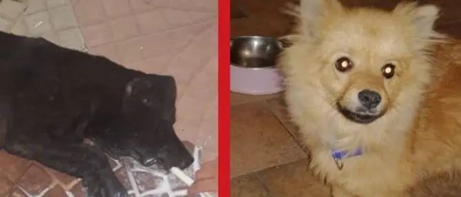 Cani uccisi a Corigliano-Rossano: presentato un esposto in Procura