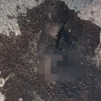 Orrore a Lamezia Terme, gattino dato alla fiamme: indaga la Polizia