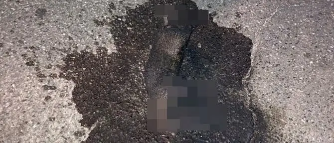 Orrore a Lamezia Terme, gattino dato alla fiamme: indaga la Polizia