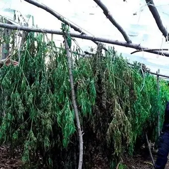 Reggio Calabria, sequestrate due piantagioni di cannabis