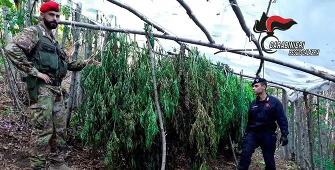 Reggio Calabria, sequestrate due piantagioni di cannabis