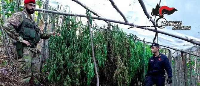Reggio Calabria, sequestrate due piantagioni di cannabis