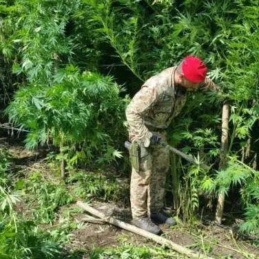 Coltivano e raccolgono marijuana nel Reggino, arrestate quattro persone