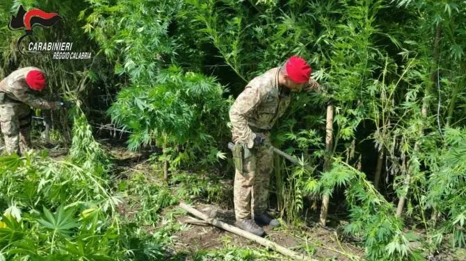Coltivano e raccolgono marijuana nel Reggino, arrestate quattro persone