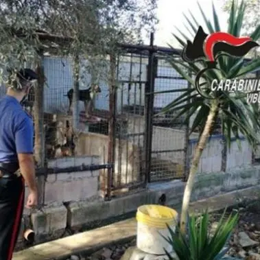Sequestrato canile abusivo nel Vibonese, gli animali erano sporchi e malnutriti