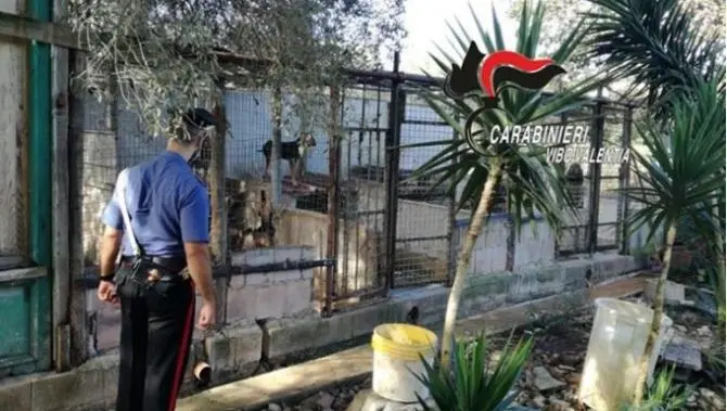 Sequestrato canile abusivo nel Vibonese, gli animali erano sporchi e malnutriti