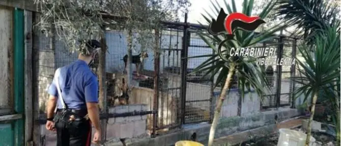 Sequestrato canile abusivo nel Vibonese, gli animali erano sporchi e malnutriti